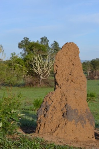 Termite mound.