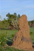 Termite mound.: by steve_and_emma, Views[359]