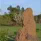 Termite mound. Views[228]