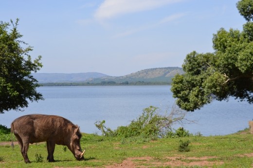 Mr warthog liked our lakeside campsite.