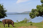 Mr warthog liked our lakeside campsite.: by steve_and_emma, Views[349]
