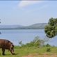 Mr warthog liked our lakeside campsite. Views[245]