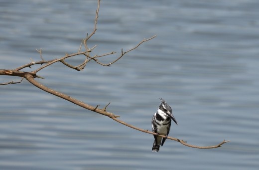 A pied kingfisher.