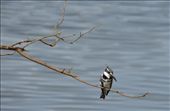 A pied kingfisher.: by steve_and_emma, Views[336]