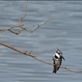 A pied kingfisher. Views[226]