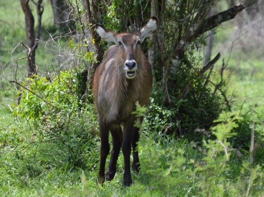 A waterbuck.