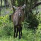 A waterbuck. Views[213]