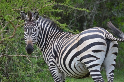 Lots of donkeys in pyjamas in Lake Mburu.