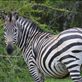 Lots of donkeys in pyjamas in Lake Mburu. Views[222]