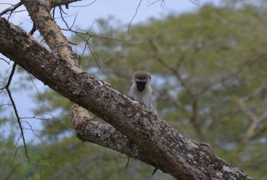 A ververt monkey keeps an eye on us.