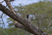 A ververt monkey keeps an eye on us.: by steve_and_emma, Views[258]