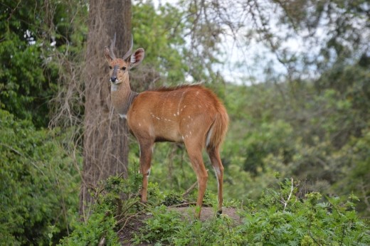 A bush buck.