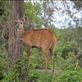 A bush buck. Views[244]