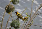 The weaver birds were busy making nests - well the blokes were.: by steve_and_emma, Views[308]