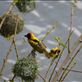 The weaver birds were busy making nests - well the blokes were. Views[199]