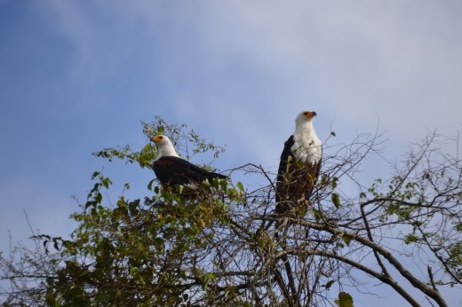A pair of fish eagles.