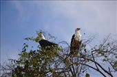 A pair of fish eagles.: by steve_and_emma, Views[330]