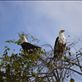 A pair of fish eagles. Views[180]