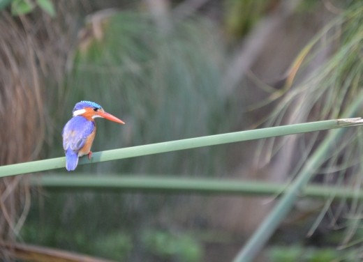 A malachite kingfisher.