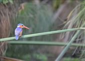 A malachite kingfisher.: by steve_and_emma, Views[300]