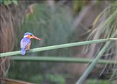 A malachite kingfisher.: by steve_and_emma, Views[199]