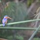 A malachite kingfisher. Views[201]