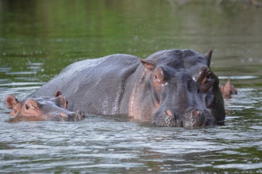The lake was full of hippos, right near our campsite.