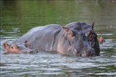The lake was full of hippos, right near our campsite.: by steve_and_emma, Views[320]