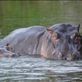 The lake was full of hippos, right near our campsite. Views[195]