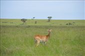 A Ugandan kob on the plains of Ishasha.: by steve_and_emma, Views[350]