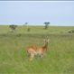 A Ugandan kob on the plains of Ishasha. Views[205]