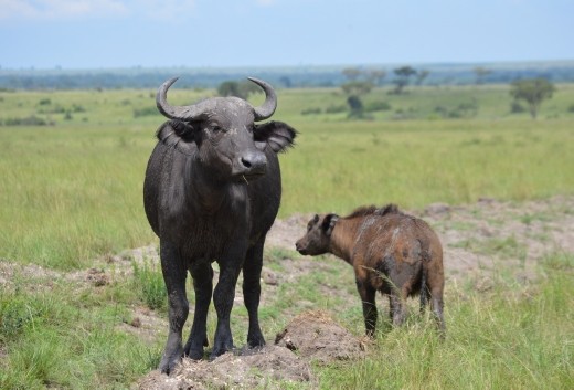 One of the big five and a little big five member.