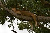 We were so happy to find 6 tree-climbing lions hanging out in a tree in Ishasha.: by steve_and_emma, Views[242]