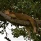 We were so happy to find 6 tree-climbing lions hanging out in a tree in Ishasha. Views[170]