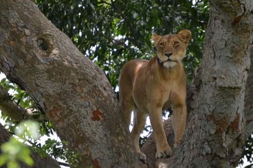 Some of them did get up eventually.