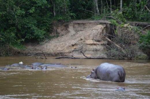Hippos in the Congo! Sadly they were not doing the conga.