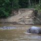 Hippos in the Congo! Sadly they were not doing the conga. Views[169]