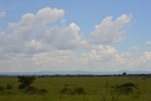 The Ishasha plains are a stunning area of wilderness.