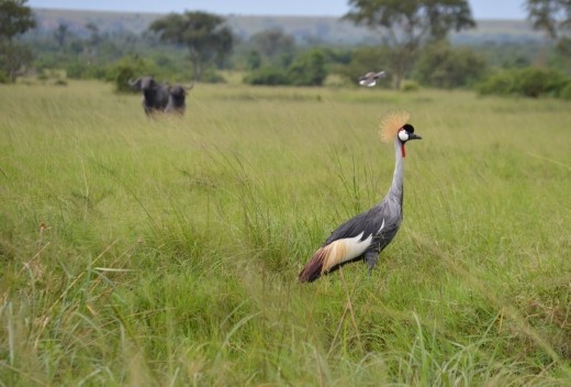 The national bird of Uganda  the crested crane.