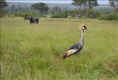 The national bird of Uganda  the crested crane.: by steve_and_emma, Views[417]
