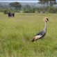 The national bird of Uganda  the crested crane. Views[213]