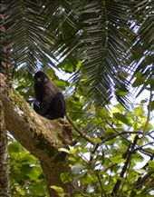 A muangabye monkey.: by steve_and_emma, Views[383]
