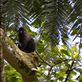 A muangabye monkey. Views[203]