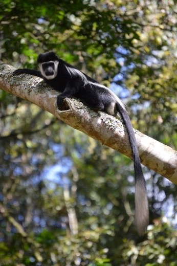 A black and white collobus monkey.