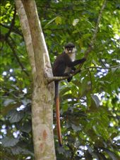 We saw about 8 types of primate around Kabale forest, this is a red tail monkey, don't know why!: by steve_and_emma, Views[300]