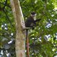 We saw about 8 types of primate around Kabale forest, this is a red tail monkey, don't know why! Views[268]
