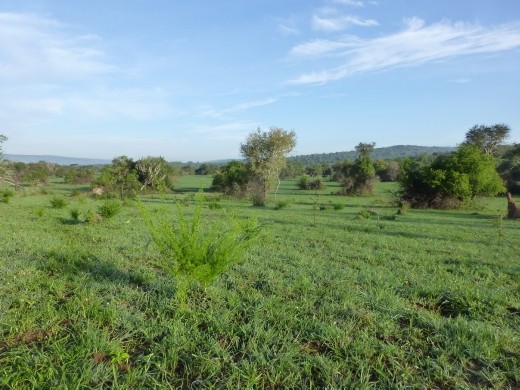 Tea plantations near Fort Portal.