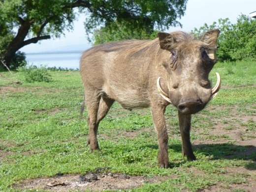 Our best friend in lake Mburu.