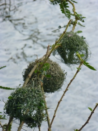 Weaver birds' nests.