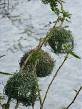 Weaver birds' nests.: by steve_and_emma, Views[129]